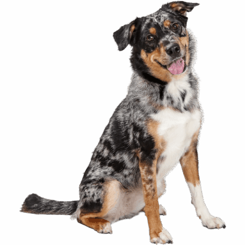 Best Veterinary Hospital In Spring Hill, FL Gulf Coast Veterinary Center