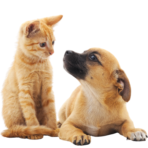 puppy and kitten