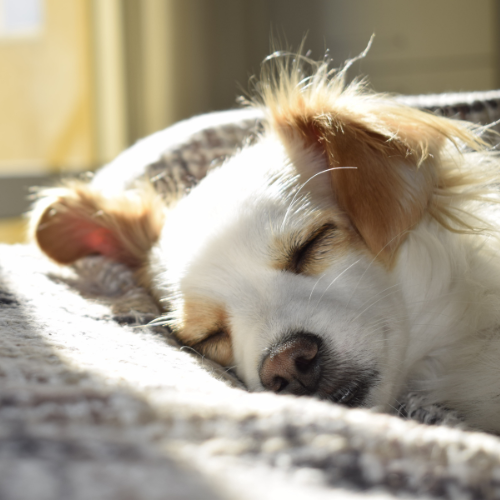 sleeping dog