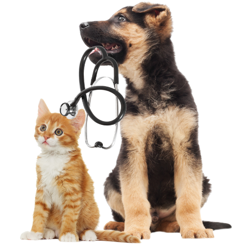 dog and cat