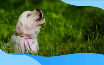 July is National Lost Pet Prevention Month