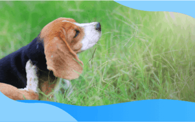 Celebrating Our Veterans & Protecting Our Pets