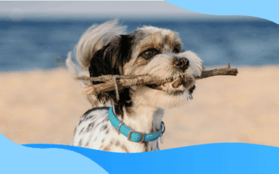 Understanding Sand Impaction in Dogs: Risks, Symptoms, and Prevention