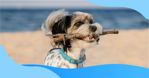 Sand Impaction in Dogs