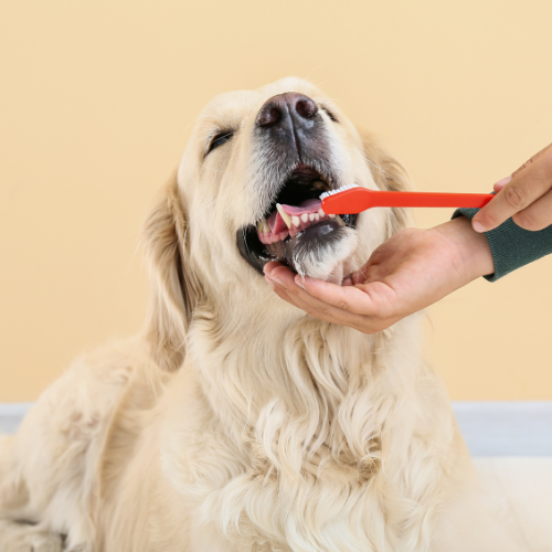 dog tooth brush
