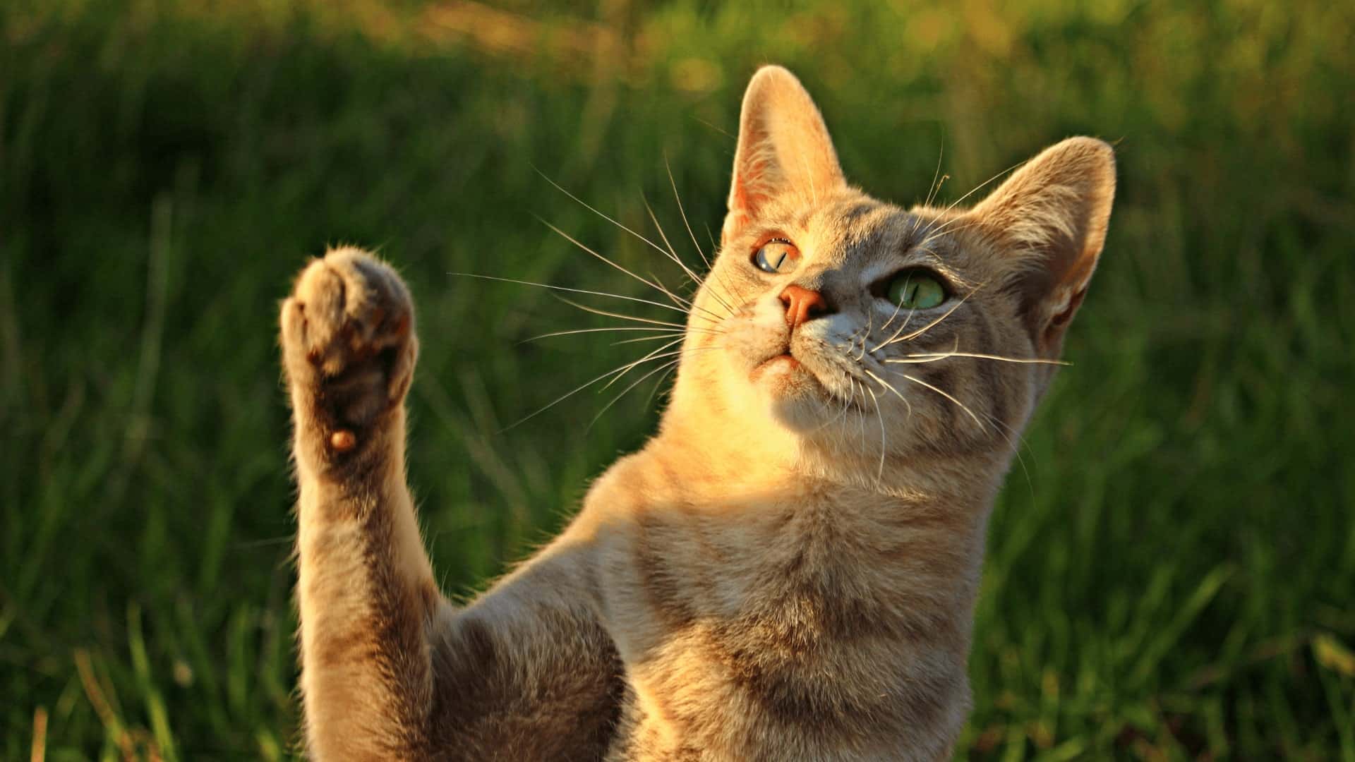 a dog sitting on top of a couch