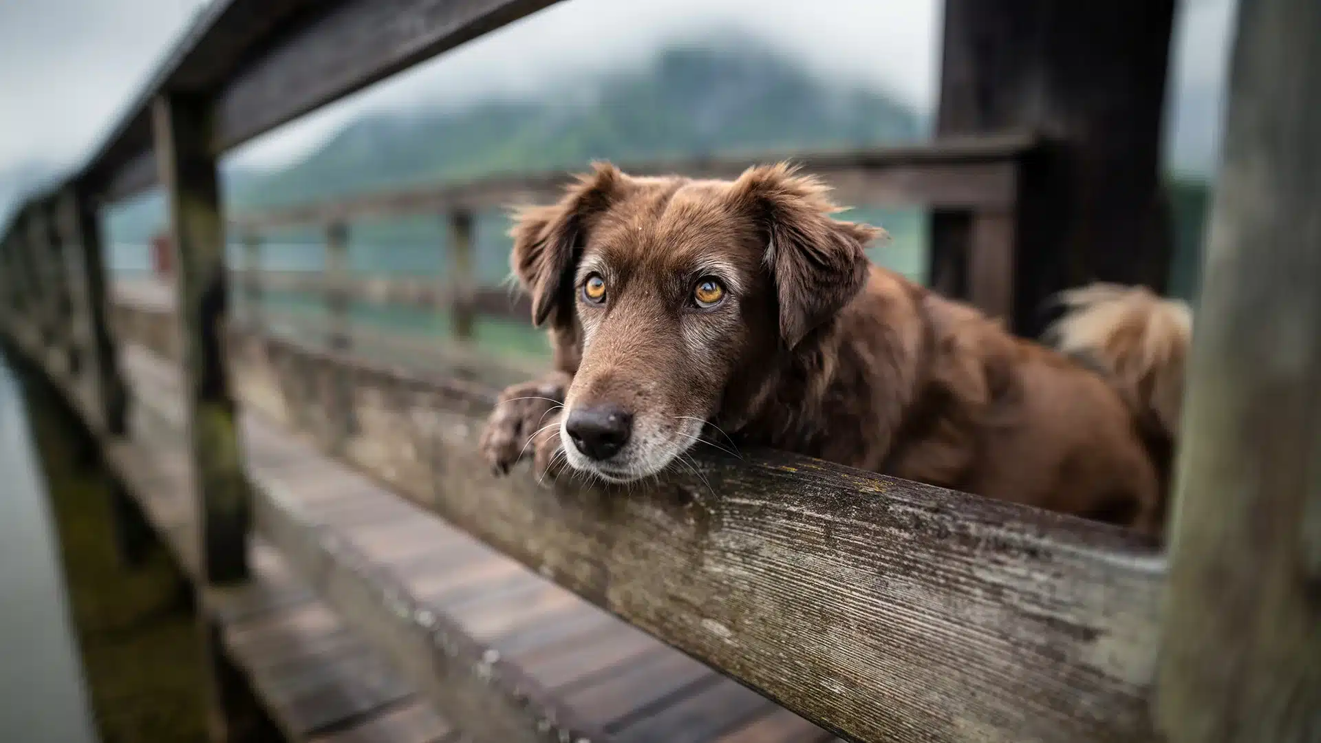 Brown Dog Leaning on Wooden Fence Outdoors Brown dog resting its head on a wooden fence with a thoughtful expression.