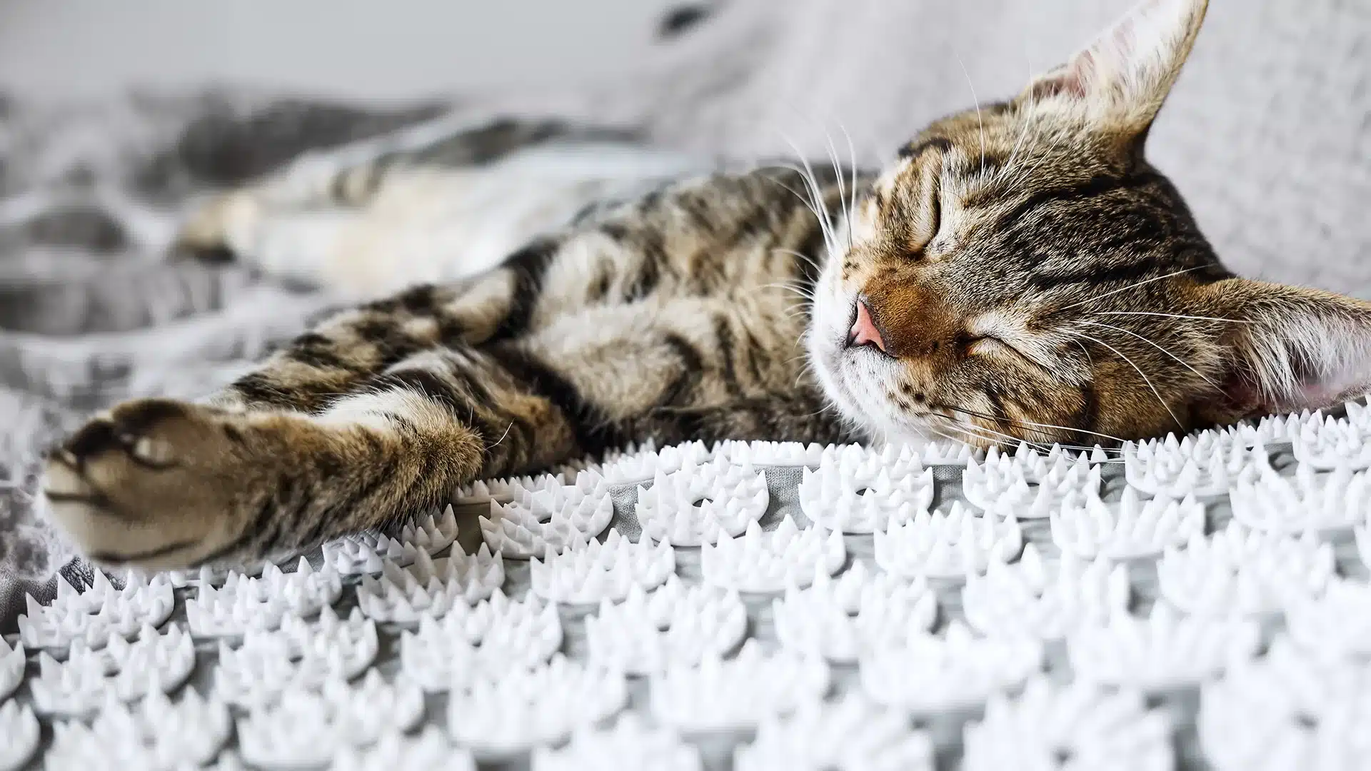 Cat Relaxing on Acupressure Mat Tabby cat peacefully sleeping on a white acupressure mat with raised spikes.