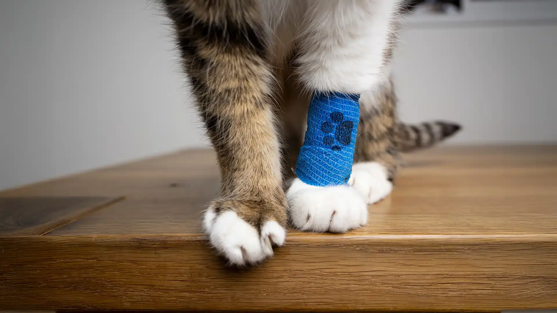 Cat with Blue Bandage on Leg Close-up of a cat’s front paws with a blue paw-print bandage on one leg.