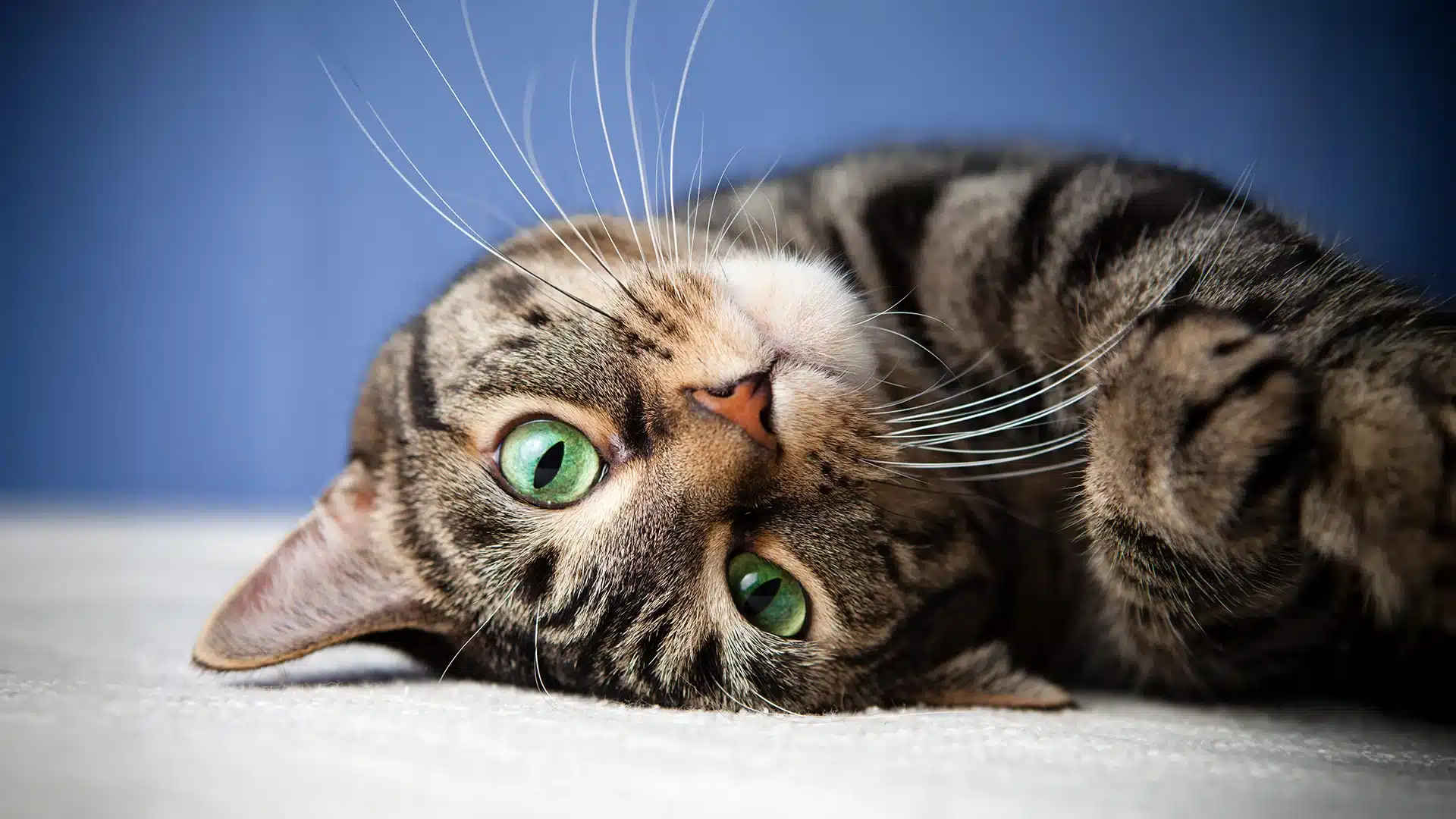 Cat with Bright Green Eyes Relaxing on Floor Close-up of a tabby cat with striking green eyes lying on its side on the floor.