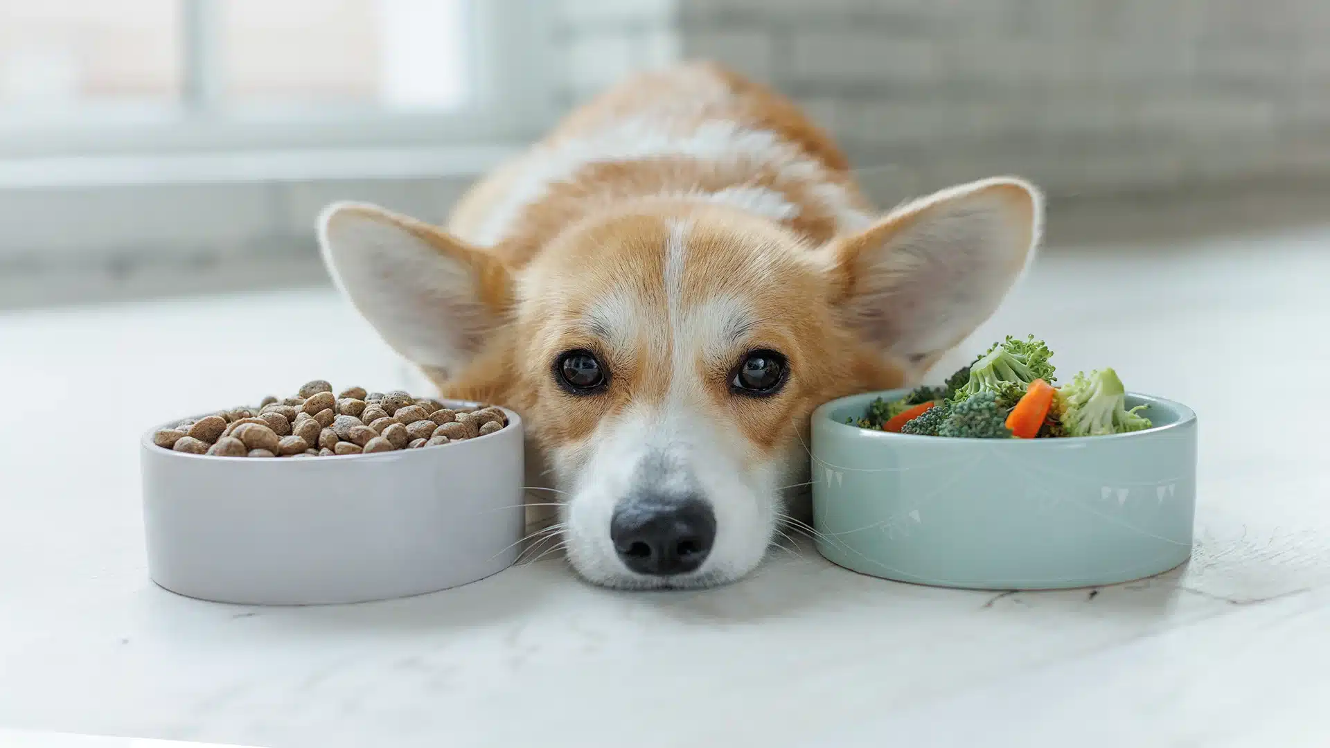 Corgi Choosing Between Kibble and Vegetables Corgi lying between two bowls, one filled with kibble and the other with broccoli and carrots.