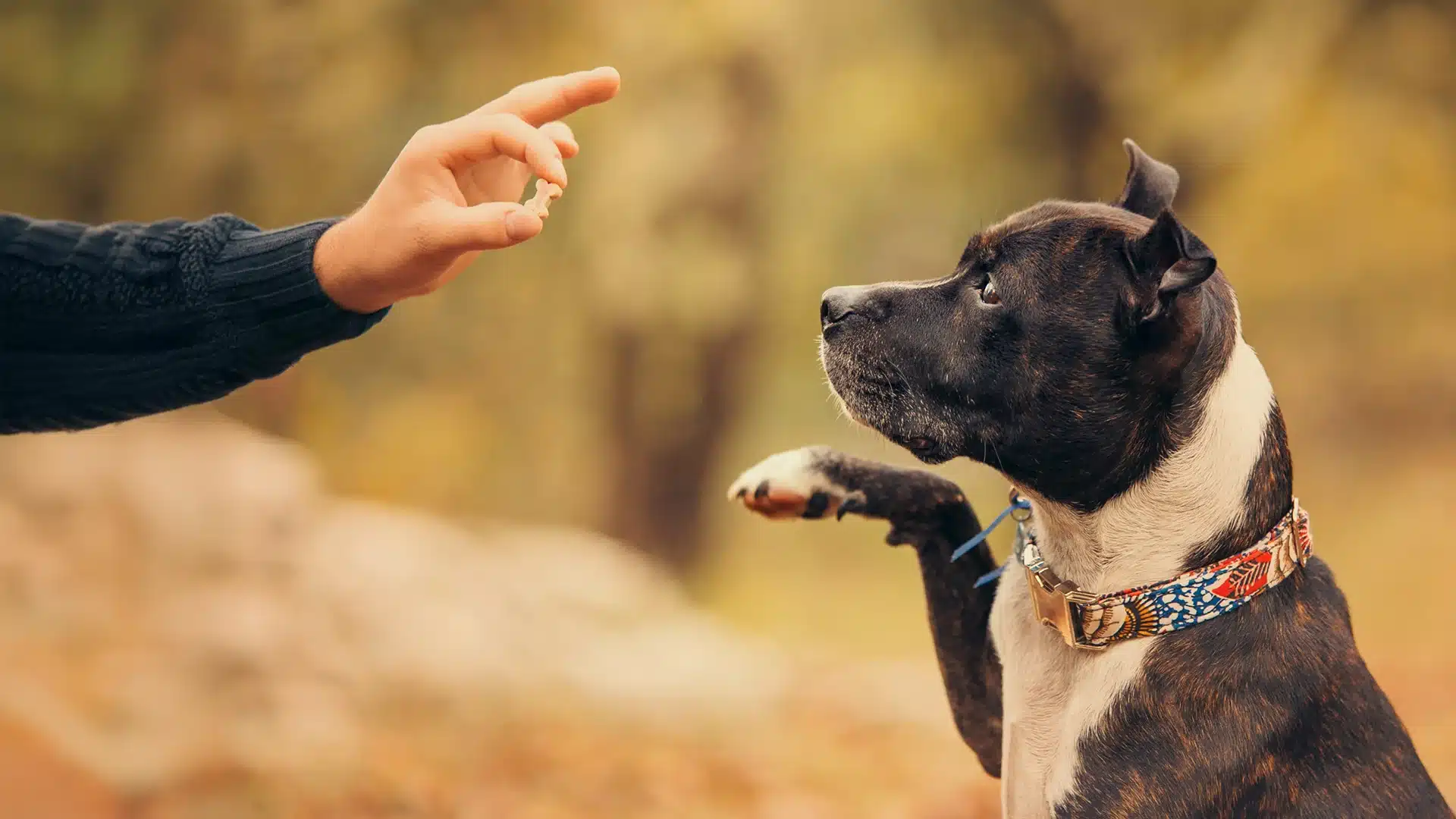 Dog Learning Trick with Treat Reward Dog lifting its paw while focused on a hand holding a small treat.