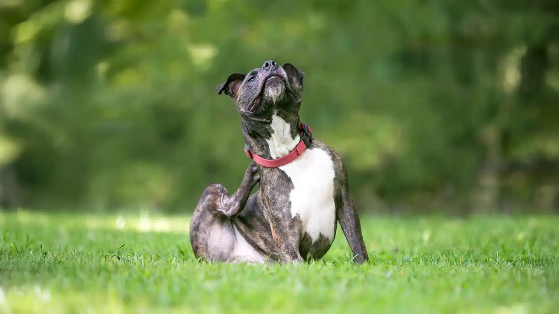 Dog Scratching Neck Outdoors Brindle dog with a red collar sitting on grass and scratching its neck with a back paw.