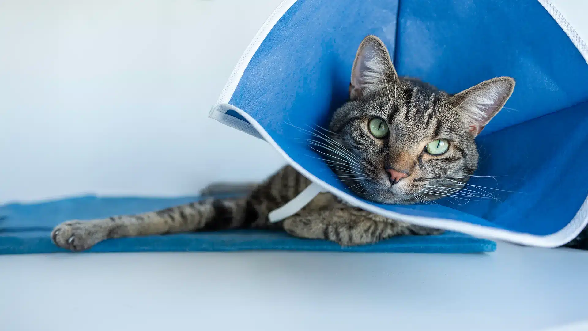 Tabby Cat Resting with Blue Cone Collar Tabby cat lying down while wearing a blue protective cone after veterinary treatment.