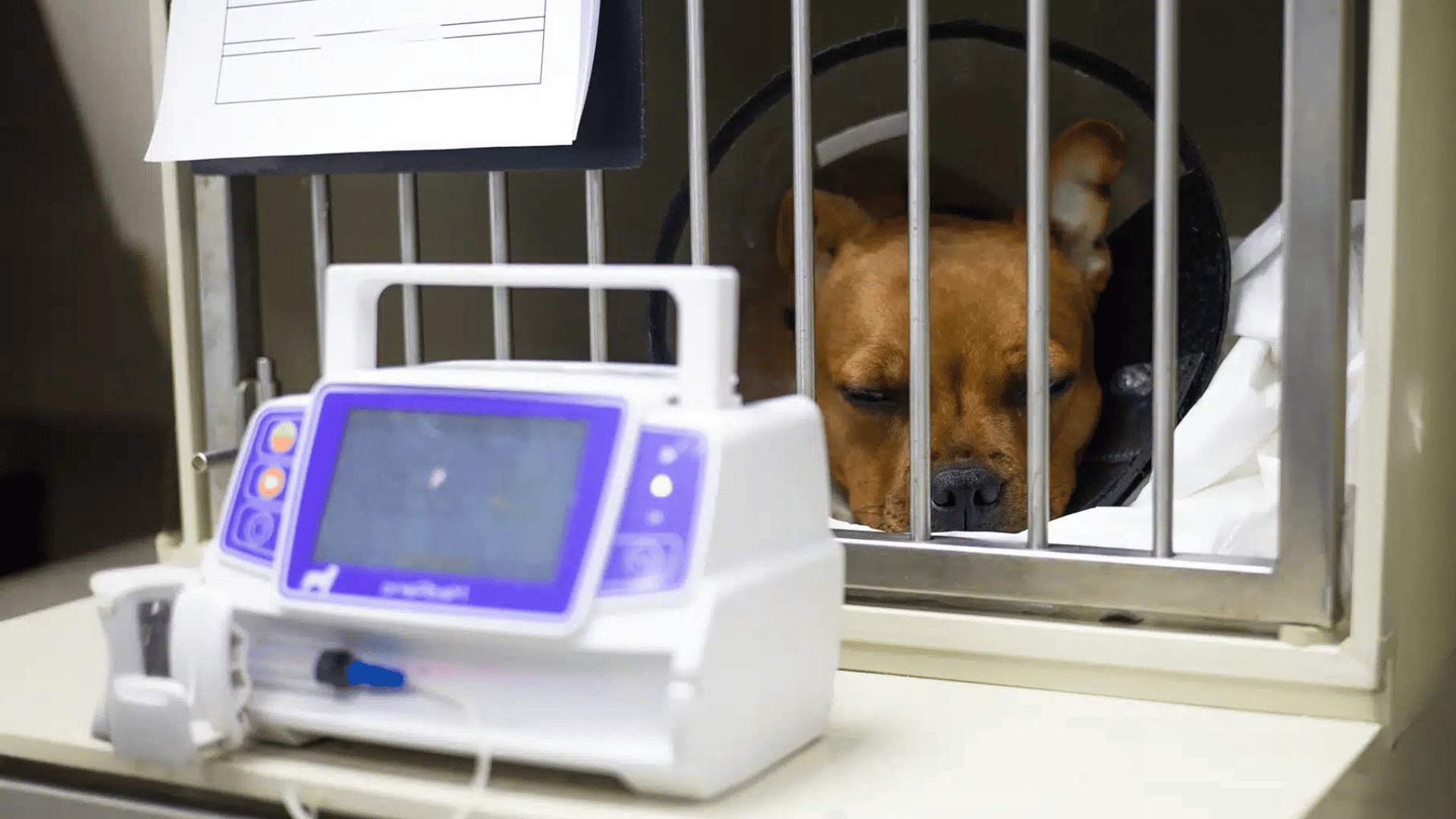 Brown dog wearing a cone collar lying inside a veterinary hospital cage with medical equipment nearby.