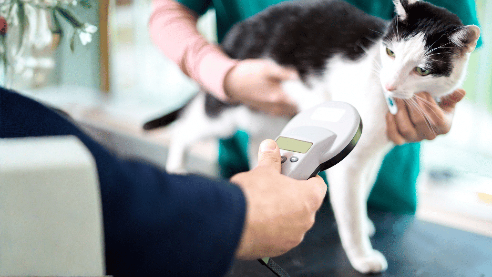 Black and white cat being scanned with a microchip reader by a veterinarian.