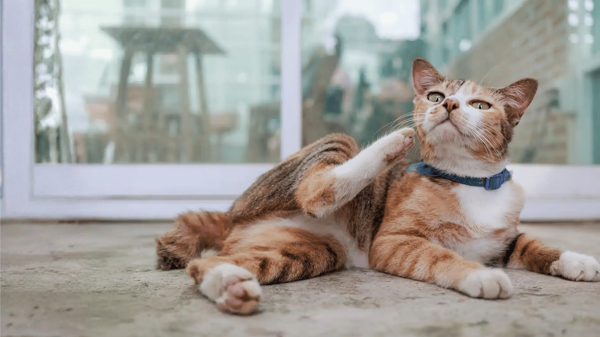 Orange and white cat wearing a collar lying on the ground and scratching its neck with a back paw.