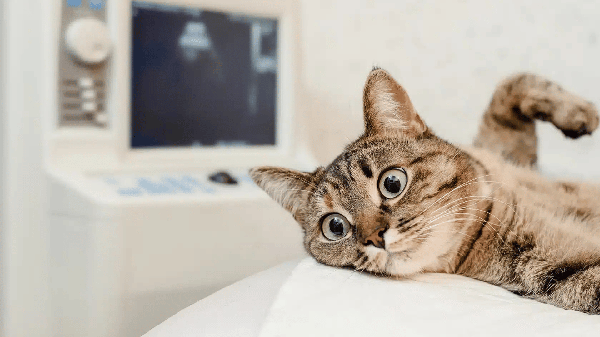 Tabby cat lying on its side in front of an ultrasound machine at a veterinary clinic.