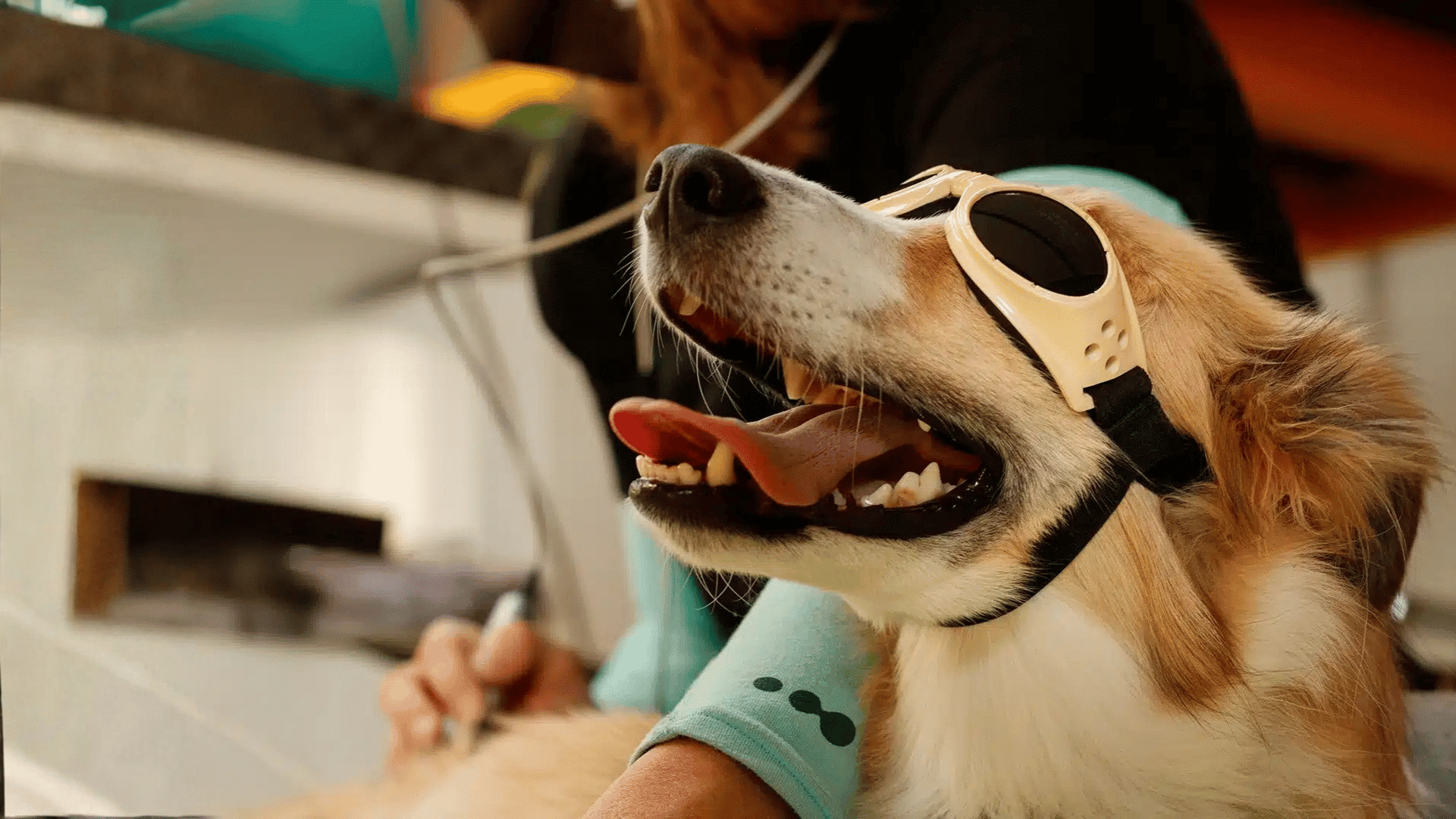 Happy dog with protective goggles receiving veterinary laser therapy treatment.
