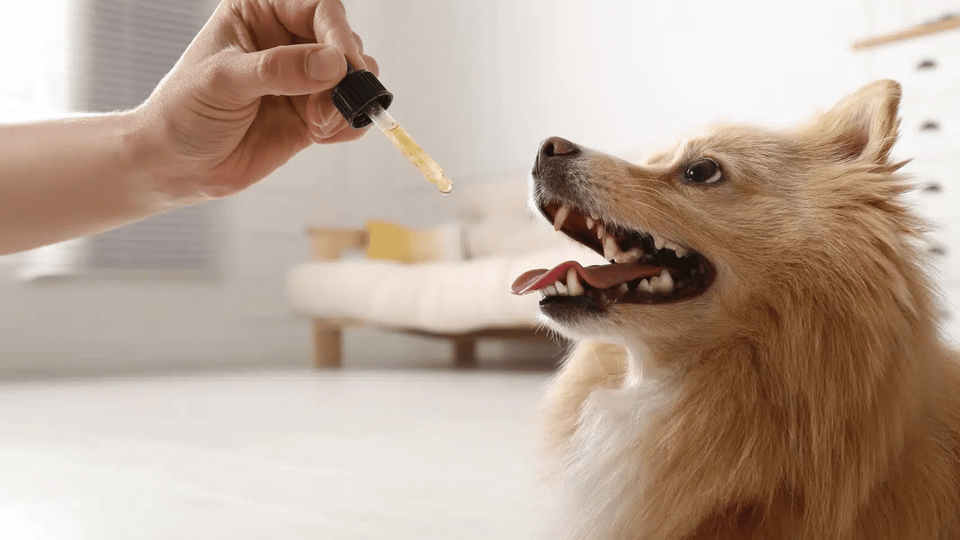 Small dog looking up at a hand holding a dropper with liquid supplement.